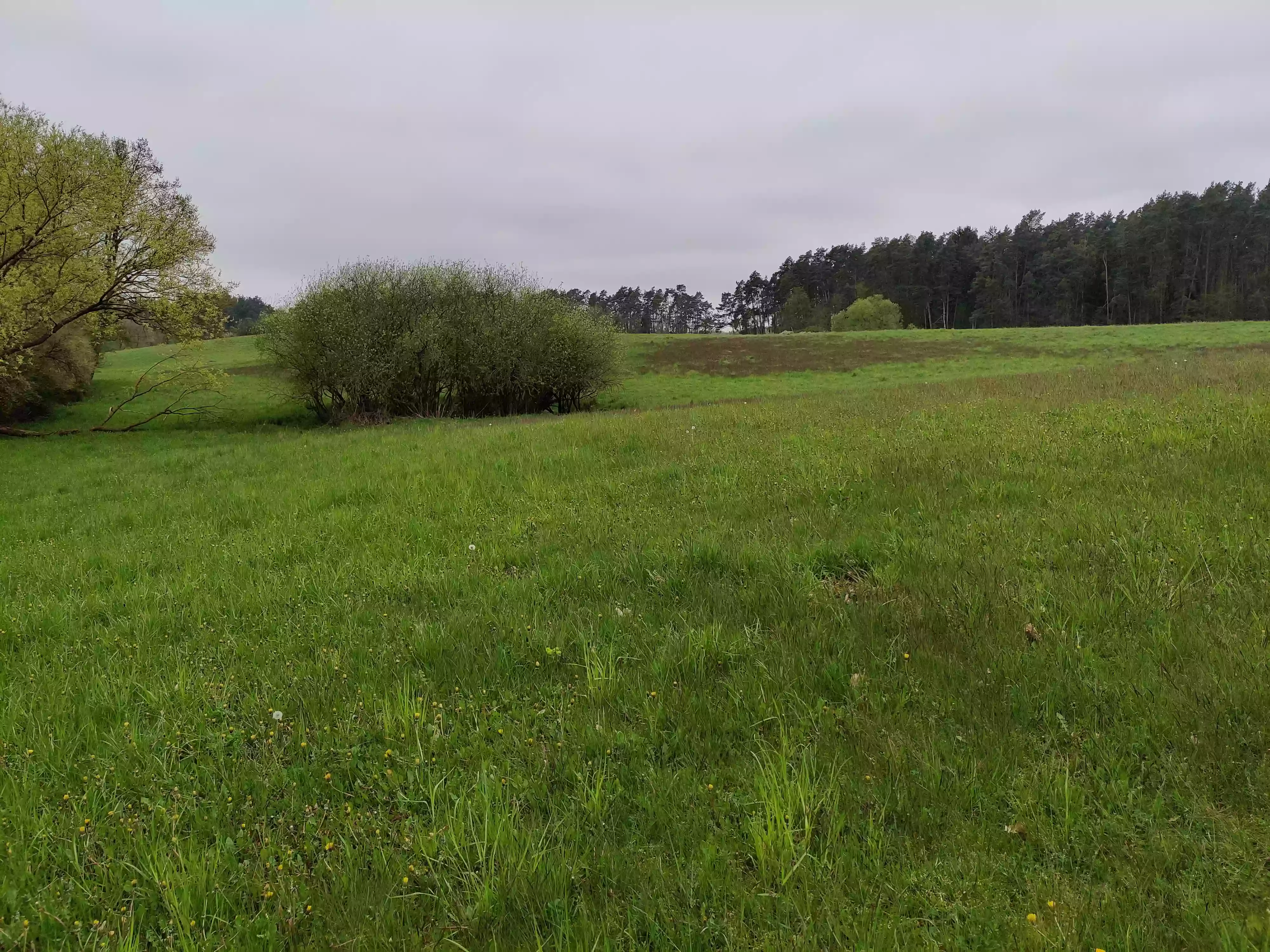 brandenburg field